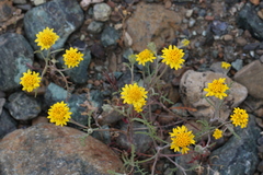 Chaenactis glabriuscula heterocarpha