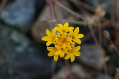 Chaenactis glabriuscula heterocarpha