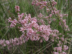 Tamarix gracilis