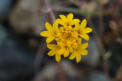 Chaenactis glabriuscula heterocarpha