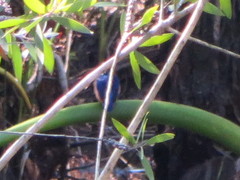 Corythornis vintsioides