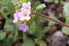 Phacelia suaveolens