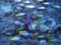 Lutjanus ehrenbergii