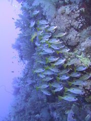 Lutjanus ehrenbergii