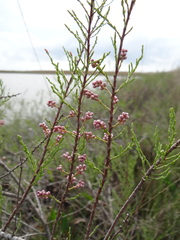 Tamarix gracilis