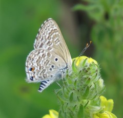 Anthene dulcis dulcis