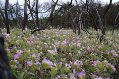 Phacelia suaveolens