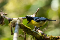 Machlolophus holsti