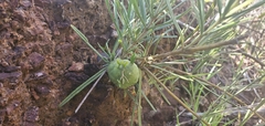 Anemopaegma arvense