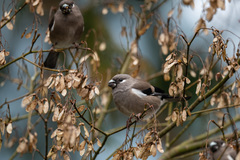 Pyrrhula nipalensis uchidai