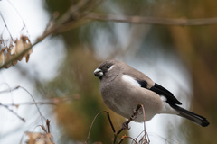 Pyrrhula nipalensis uchidai