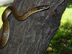 Phimophis guianensis