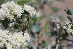 Etorofus obliteratus