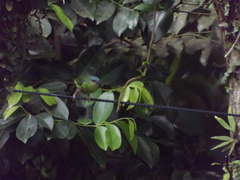 Dacnis cayana