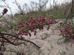 Tamarix gracilis