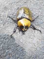 Dynastes hyllus