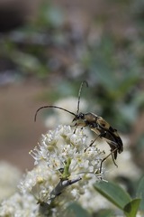 Etorofus obliteratus