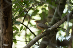 Turdus libonyana