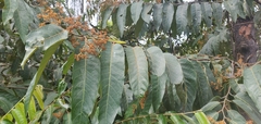 Virola sebifera