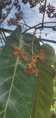 Virola sebifera