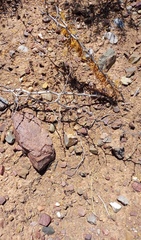 Asparagus burchellii