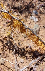 Asparagus burchellii