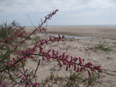 Tamarix gracilis