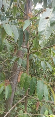 Virola sebifera