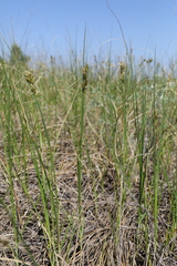 Carex colchica