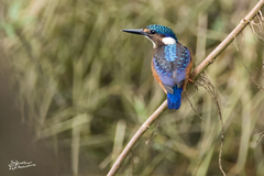 Corythornis cristatus