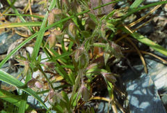 Veronica campylopoda