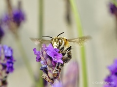 Anthophora