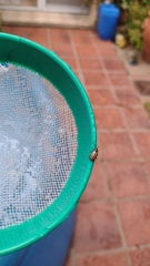 Disonycha bicarinata