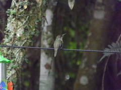 Eupetomena cirrochloris