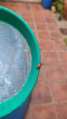 Disonycha bicarinata