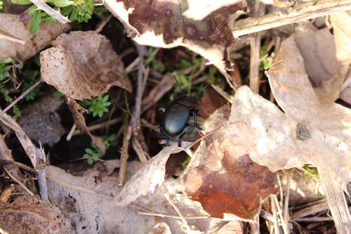 Timarcha tenebricosa