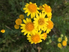 Senecio nigrescens