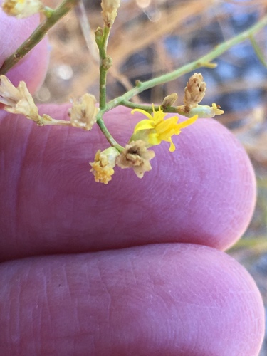 broom snakeweed (Gutierrezia sarothrae)