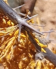 Asparagus burchellii