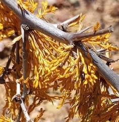 Asparagus burchellii