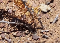 Asparagus burchellii