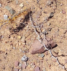 Asparagus burchellii