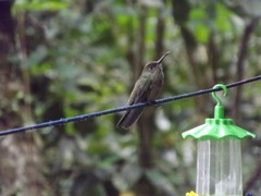 Eupetomena cirrochloris