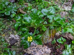 Ranunculus cantoniensis