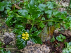 Ranunculus cantoniensis