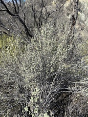 Malacothamnus helleri