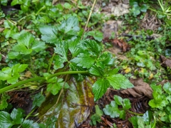 Ranunculus cantoniensis