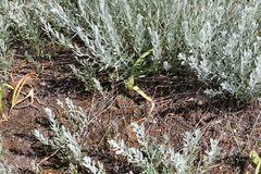 Colchicum bulbocodium versicolor