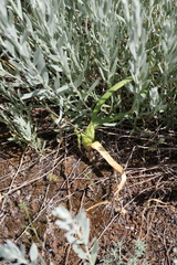Colchicum bulbocodium versicolor