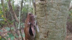 Boa imperator
